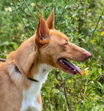 BAMBI, Hund, Mischlingshund in Portugal - Bild 4