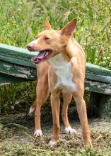 BAMBI, Hund, Mischlingshund in Portugal - Bild 5
