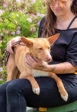 BAMBI, Hund, Mischlingshund in Portugal - Bild 6