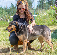 LAICA, Hund, Mischlingshund in Portugal - Bild 2