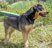 LAICA, Hund, Mischlingshund in Portugal - Bild 3