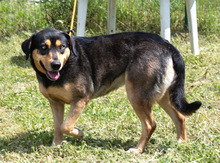LAICA, Hund, Mischlingshund in Portugal - Bild 4