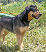 LAICA, Hund, Mischlingshund in Portugal - Bild 5
