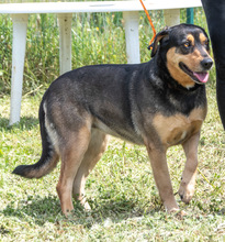 LAICA, Hund, Mischlingshund in Portugal - Bild 6