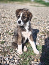 RONJA, Hund, Mischlingshund in Rumänien - Bild 11