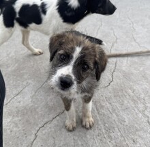 RONJA, Hund, Mischlingshund in Rumänien - Bild 12