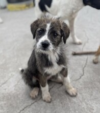RONJA, Hund, Mischlingshund in Rumänien - Bild 3