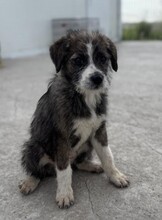 RONJA, Hund, Mischlingshund in Rumänien - Bild 5