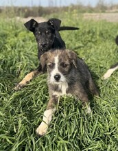 RONJA, Hund, Mischlingshund in Rumänien - Bild 6