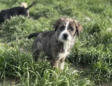 RONJA, Hund, Mischlingshund in Rumänien - Bild 7