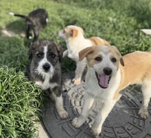 RONJA, Hund, Mischlingshund in Rumänien - Bild 8