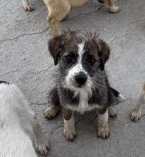 RONJA, Hund, Mischlingshund in Rumänien - Bild 9
