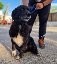JENNY, Hund, Mischlingshund in Griechenland - Bild 1