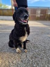 JENNY, Hund, Mischlingshund in Griechenland - Bild 2