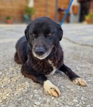 JENNY, Hund, Mischlingshund in Griechenland - Bild 3