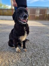 JENNY, Hund, Mischlingshund in Griechenland - Bild 4