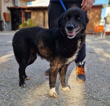 JENNY, Hund, Mischlingshund in Griechenland - Bild 5