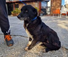 JENNY, Hund, Mischlingshund in Griechenland - Bild 6