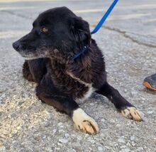 JENNY, Hund, Mischlingshund in Griechenland - Bild 7