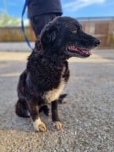 JENNY, Hund, Mischlingshund in Griechenland - Bild 8