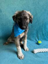 BRUCE, Hund, Mischlingshund in Seelze - Bild 1