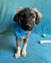 BRUCE, Hund, Mischlingshund in Seelze - Bild 10