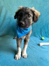 BRUCE, Hund, Mischlingshund in Seelze - Bild 11