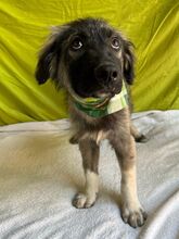 BRUCE, Hund, Mischlingshund in Seelze - Bild 12