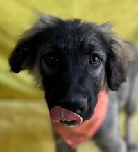 BRUCE, Hund, Mischlingshund in Seelze - Bild 15