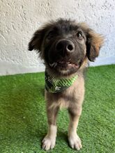 BRUCE, Hund, Mischlingshund in Seelze - Bild 16