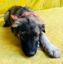 BRUCE, Hund, Mischlingshund in Seelze - Bild 18