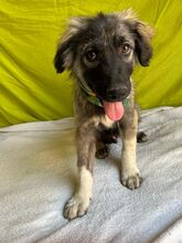 BRUCE, Hund, Mischlingshund in Seelze - Bild 19