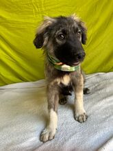BRUCE, Hund, Mischlingshund in Seelze - Bild 20