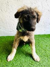 BRUCE, Hund, Mischlingshund in Seelze - Bild 3