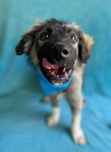 BRUCE, Hund, Mischlingshund in Seelze - Bild 4