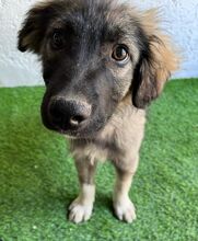 BRUCE, Hund, Mischlingshund in Seelze - Bild 7