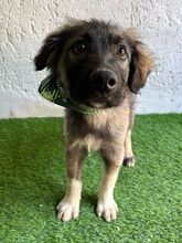 BRUCE, Hund, Mischlingshund in Seelze - Bild 8