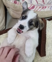 NANO, Hund, Mischlingshund in Rumänien - Bild 1