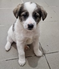 NANO, Hund, Mischlingshund in Rumänien - Bild 3