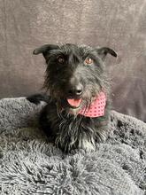 MAZLI, Hund, Scottish Terrier-Mix in Wunstorf - Bild 1