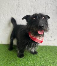 MAZLI, Hund, Scottish Terrier-Mix in Wunstorf - Bild 10