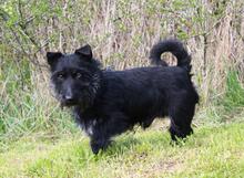 MAZLI, Hund, Scottish Terrier-Mix in Wunstorf - Bild 11