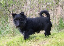 MAZLI, Hund, Scottish Terrier-Mix in Wunstorf - Bild 13