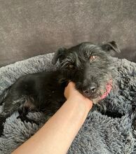 MAZLI, Hund, Scottish Terrier-Mix in Wunstorf - Bild 14