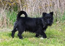 MAZLI, Hund, Scottish Terrier-Mix in Wunstorf - Bild 15