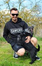 MAZLI, Hund, Scottish Terrier-Mix in Wunstorf - Bild 16
