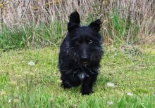 MAZLI, Hund, Scottish Terrier-Mix in Wunstorf - Bild 17