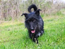 MAZLI, Hund, Scottish Terrier-Mix in Wunstorf - Bild 18