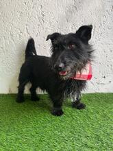 MAZLI, Hund, Scottish Terrier-Mix in Wunstorf - Bild 2