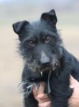 MAZLI, Hund, Scottish Terrier-Mix in Wunstorf - Bild 20